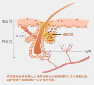 化妆品,控油评价,皮脂分泌,皮肤