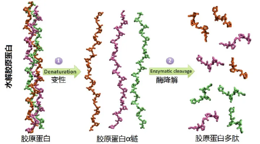 胶原蛋白,补充剂,对抗,皮肤,老化