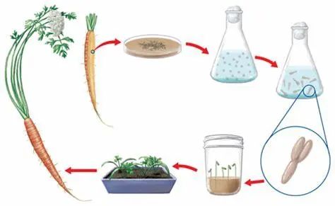 化妆品,化妆品原料,植物组织培养,化妆品新原料,化妆品安全