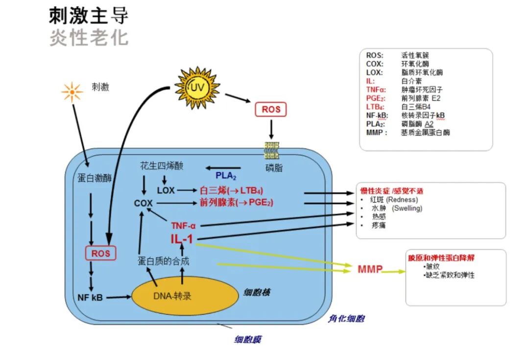 化妆品,体外评价方法,化妆品功效,舒缓功效,皮肤屏障,炎症反应